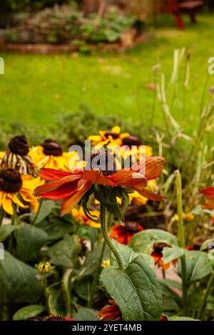 Portrait naturel de plante à fleurs de Rudbeckia Summerina Yellow, Summerina Series. attirant l'attention, belle, florissante, rougissante, audacieuse, Banque D'Images