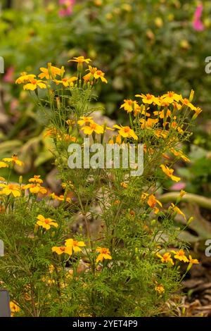 Portrait naturel de plante fleurie de Marigold 'Golden Gem', Tagetes tenuifolia 'Golden Gem'. attirant l'attention, belle, florissante, rougissante, Banque D'Images