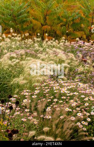 Image de bordure de fleur intime mettant en vedette Pennisetum Villosum. Plaisir, amusement, divertissement, diversion, distraction, séduisant, fiable, authentique Banque D'Images