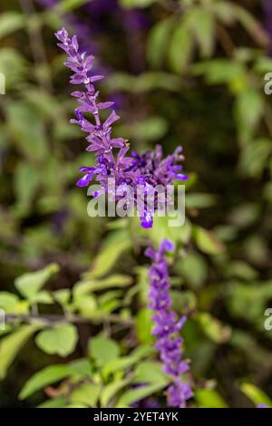 Glorieuse salvia 'Mystic spires Blue'. Portrait de plante à fleurs d'automne naturel rapproché. à couper le souffle, lumineux, brillant, bourgeonnant, captivant, charme Banque D'Images