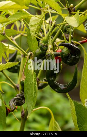 Intéressant gros plan portrait de plante alimentaire de Chilli 'Joe's long', Chili de Cayenne Chili.poivre spray, gaz lacrymogène, irritants chimiques, armes moins létales, Banque D'Images