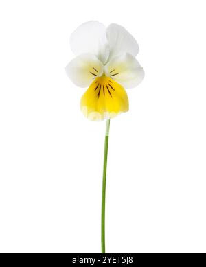 Fleur de Viola Arvensis (Field Pansy) isolée sur fond blanc. Banque D'Images