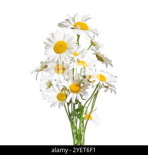 Bouquet de camomilles isolé sur un fond blanc. Ox-Eye Daisy. Mise au point sélective Banque D'Images