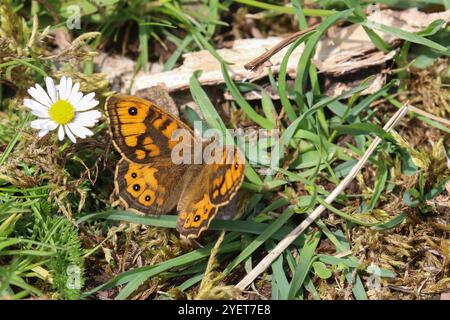 Mur mâle papillon brun - Lasiommata megera Banque D'Images