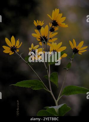 Fleurs jaunes d'artichaut de Jérusalem (Helianthus tuberosus), également appelées racine de tournesol, tournesol sauvage, topinambur, ou pomme de terre, en automne Banque D'Images