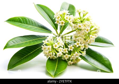 Fleurs blanches avec des feuilles d'Alstonia scholaris, isolées sur fond blanc Banque D'Images