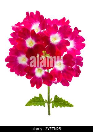 Fleurs sauvages roses découpées sur blanc. Banque D'Images