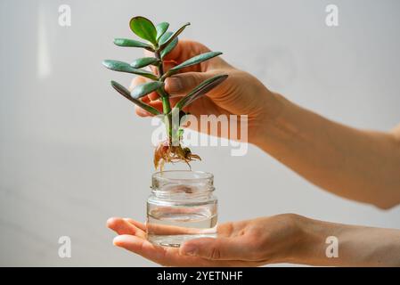 Gros plan des mains tenant une plante succulente avec des racines exposées au-dessus d'un petit bocal en verre rempli d'eau, se préparant à la propagation ou à la transplantation Banque D'Images