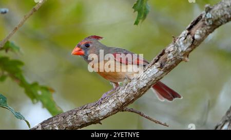 Cardinal féminin aux couleurs vives assis dans un chêne. Photo de haute qualité. Photo de haute qualité Banque D'Images