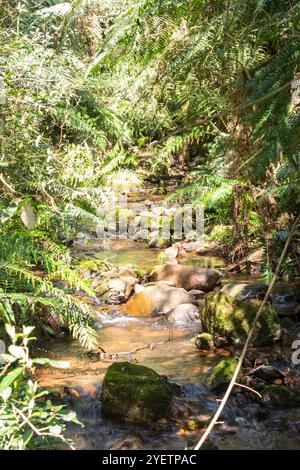 Ruisseau à l'intérieur d'une forêt indigène d'Araucaria à Sao Francisco de Paula, au sud du Brésil Banque D'Images