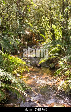 Ruisseau à l'intérieur d'une forêt indigène d'Araucaria à Sao Francisco de Paula, au sud du Brésil Banque D'Images