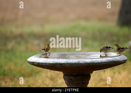 American Goldfinchs perché sur le bain d'oiseaux en béton en automne. Photo de haute qualité Banque D'Images