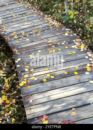 Sentier écologique en bois couvert de feuilles jaunes tombées en forêt en automne. Sécurité environnementale Banque D'Images