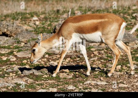 Profil Closup femelle Blackbuck Antelope en plein soleil. Photo de haute qualité Banque D'Images