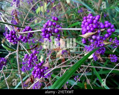 ...Ein richtiger Winterblueher, der seinem Namen alle Ehre macht... Chinesische Schoenfrucht - ein Winterblueher *** une vraie floraison hivernale qui vit à la hauteur de son nom fruit de beauté chinoise une floraison hivernale Banque D'Images