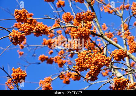 La photo capture des grappes vibrantes de baies oranges placées sur un ciel bleu clair. Les couleurs vives créent un contraste saisissant entre l'Ora vif Banque D'Images