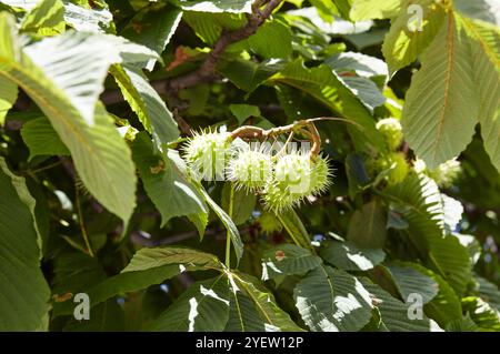 Image abstraite de châtaigne mûre dans le parc d'automne. Châtaignes sur branche de conker - fruits d'Aesculus hippocastanum Banque D'Images