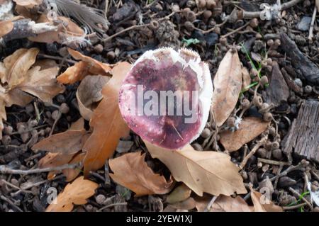 Osterley Park, Isleworth, Royaume-Uni. 31 octobre 2024. Champignons d'automne à Osterley Park à Isleworth, West London. Crédit : Maureen McLean/Alamy Banque D'Images