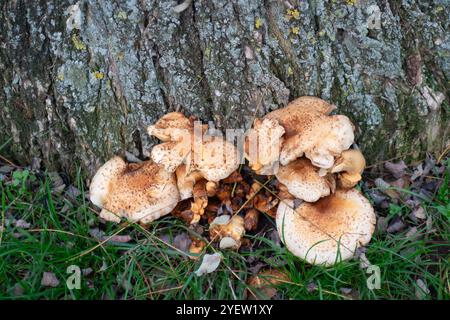 Osterley Park, Isleworth, Royaume-Uni. 31 octobre 2024. Champignons d'automne à Osterley Park à Isleworth, West London. Crédit : Maureen McLean/Alamy Banque D'Images