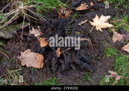 Osterley Park, Isleworth, Royaume-Uni. 31 octobre 2024. Champignons d'automne à Osterley Park à Isleworth, West London. Crédit : Maureen McLean/Alamy Banque D'Images