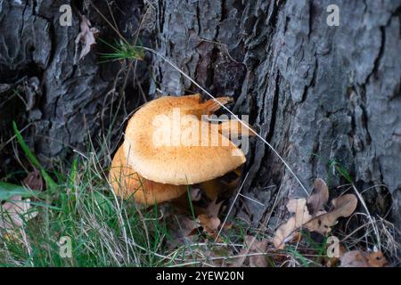 Osterley Park, Isleworth, Royaume-Uni. 31 octobre 2024. Champignons d'automne à Osterley Park à Isleworth, West London. Crédit : Maureen McLean/Alamy Banque D'Images