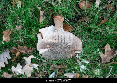 Osterley Park, Isleworth, Royaume-Uni. 31 octobre 2024. Champignons d'automne à Osterley Park à Isleworth, West London. Crédit : Maureen McLean/Alamy Banque D'Images