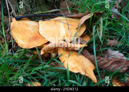 Osterley Park, Isleworth, Royaume-Uni. 31 octobre 2024. Champignons d'automne à Osterley Park à Isleworth, West London. Crédit : Maureen McLean/Alamy Banque D'Images