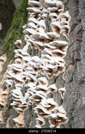 Osterley Park, Isleworth, Royaume-Uni. 31 octobre 2024. Champignons poussant sur l'écorce d'un chêne malade à Osterley Park à Isleworth, West London. Crédit : Maureen McLean/Alamy Banque D'Images