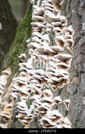 Osterley Park, Isleworth, Royaume-Uni. 31 octobre 2024. Champignons poussant sur l'écorce d'un chêne malade à Osterley Park à Isleworth, West London. Crédit : Maureen McLean/Alamy Banque D'Images