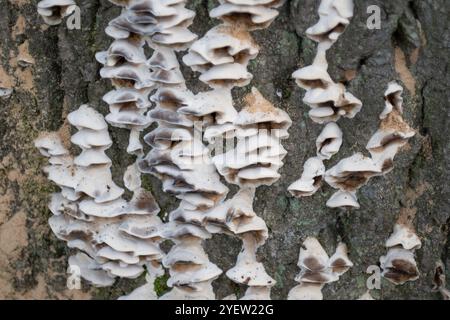 Osterley Park, Isleworth, Royaume-Uni. 31 octobre 2024. Champignons poussant sur l'écorce d'un chêne malade à Osterley Park à Isleworth, West London. Crédit : Maureen McLean/Alamy Banque D'Images