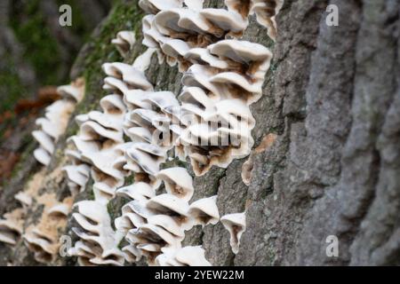 Osterley Park, Isleworth, Royaume-Uni. 31 octobre 2024. Champignons poussant sur l'écorce d'un chêne malade à Osterley Park à Isleworth, West London. Crédit : Maureen McLean/Alamy Banque D'Images