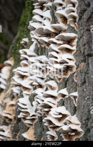 Osterley Park, Isleworth, Royaume-Uni. 31 octobre 2024. Champignons poussant sur l'écorce d'un chêne malade à Osterley Park à Isleworth, West London. Crédit : Maureen McLean/Alamy Banque D'Images