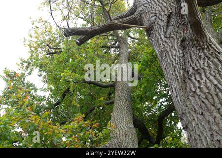 Osterley Park, Isleworth, Royaume-Uni. 31 octobre 2024. Un chêne à Osterley Park à Isleworth, West London. Crédit : Maureen McLean/Alamy Banque D'Images