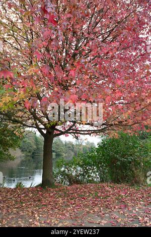 Osterley Park, Isleworth, Royaume-Uni. 31 octobre 2024. Couleurs d'automne à Osterley Park à Isleworth, West London. Crédit : Maureen McLean/Alamy Banque D'Images