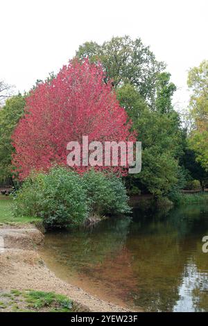 Osterley Park, Isleworth, Royaume-Uni. 31 octobre 2024. Couleurs d'automne à Osterley Park à Isleworth, West London. Crédit : Maureen McLean/Alamy Banque D'Images
