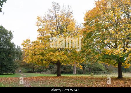Osterley Park, Isleworth, Royaume-Uni. 31 octobre 2024. Couleurs d'automne à Osterley Park à Isleworth, West London. Crédit : Maureen McLean/Alamy Banque D'Images