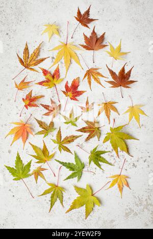 Une exposition automnale vibrante de feuilles d'érable japonaises assorties disposées sur un fond texturé clair. Les feuilles présentent une gamme de couleurs saisonnières. Banque D'Images