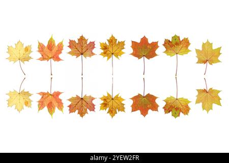 Une rangée en miroir de feuilles de Sycamore automnal sur un fond blanc Banque D'Images