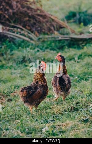 Deux poules pondeuses paissent dans un pré sur une ferme. Les poules regardent la caméra, se préparant à s'échapper en cas de danger. Poulets de croissance pour la viande naturelle et Banque D'Images