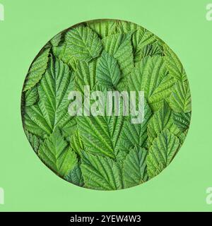 Fond vert abstrait d'été fait de feuilles de framboise dans un cadre de forme ronde sur fond vert. Maquette pour votre texte et vos phrases Banque D'Images