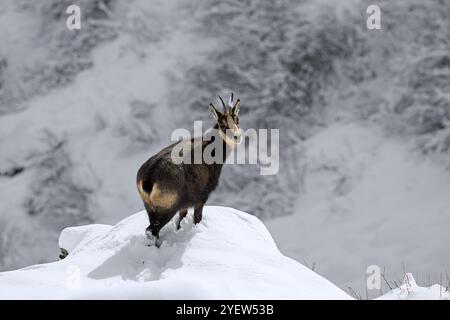 Chamois alpin (Rupicapra rupicapra) femelle en manteau d'hiver foncé regardant vers le haut de la pente de montagne enneigée dans les Alpes européennes Banque D'Images