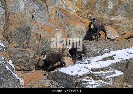 Chamois alpin rut (Rupicapra rupicapra) mâle / buck chassant femelle et juvénile vers le bas de la face rocheuse pendant l'ornière en hiver dans les Alpes européennes Banque D'Images