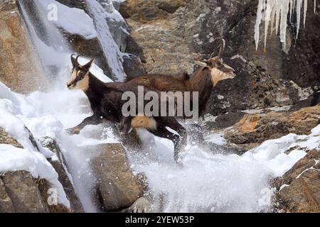 Chamois alpin ornitheux (Rupicapra rupicapra) mâle / buck chassant femelle vers le bas de la face rocheuse couverte de neige pendant l'ornière en hiver dans les Alpes européennes Banque D'Images