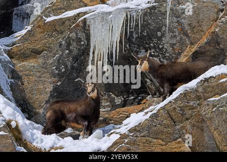 Chamois alpin ornitheux (Rupicapra rupicapra) mâle / buck avec femelle dans la face rocheuse recouverte de neige avec des glaçons pendant l'ornière en hiver dans les Alpes européennes Banque D'Images