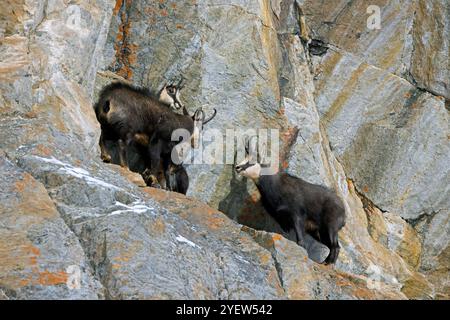 Rut chamois alpin (Rupicapra rupicapra) mâle / buck chassant femelle et juvénile dans la face rocheuse pendant l'ornière en hiver dans les Alpes européennes Banque D'Images