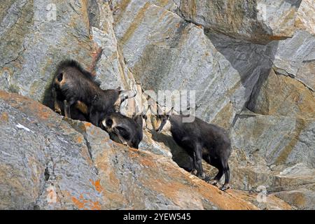 Rut chamois alpin (Rupicapra rupicapra) mâle / buck chassant femelle et juvénile dans la face rocheuse pendant l'ornière en hiver dans les Alpes européennes Banque D'Images