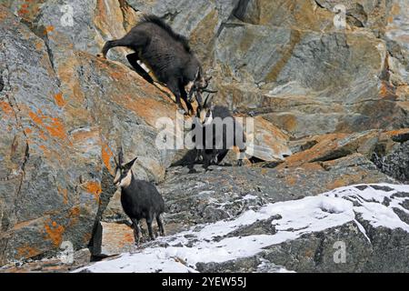 Chamois alpin rut (Rupicapra rupicapra) mâle / buck chassant femelle et juvénile vers le bas de la face rocheuse pendant l'ornière en hiver dans les Alpes européennes Banque D'Images