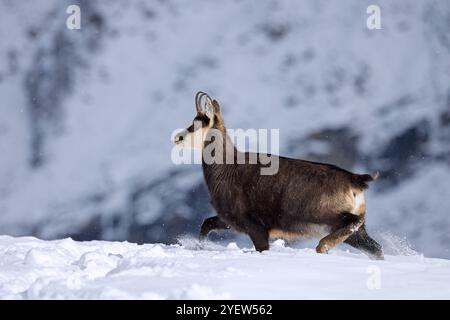 Chamois alpin (Rupicapra rupicapra) femelle / biche en manteau d'hiver foncé cherchant dans la pente de montagne couverte de neige dans les Alpes européennes Banque D'Images