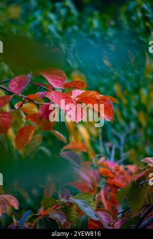 Scènes d'automne vibrantes de la vallée de Swat, avec des feuilles colorées, des arbres majestueux et un paysage montagneux serein. Banque D'Images