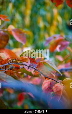 Scènes d'automne vibrantes de la vallée de Swat, avec des feuilles colorées, des arbres majestueux et un paysage montagneux serein. Banque D'Images